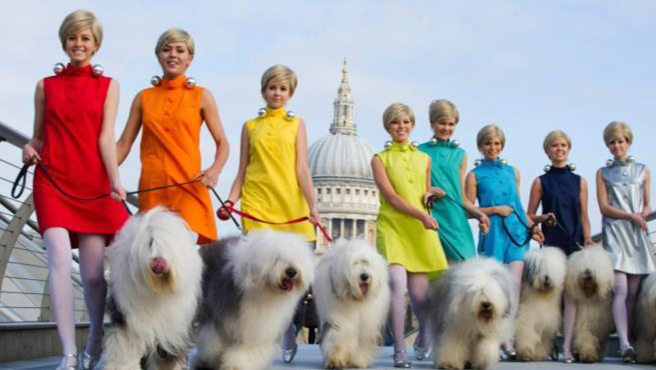 50 years Dulux dogs in all colours